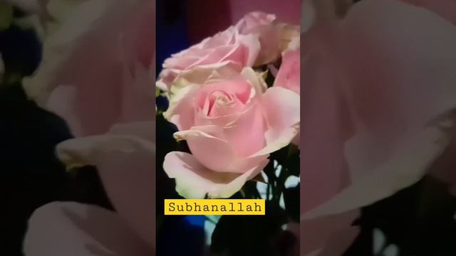 A rose in bedroom