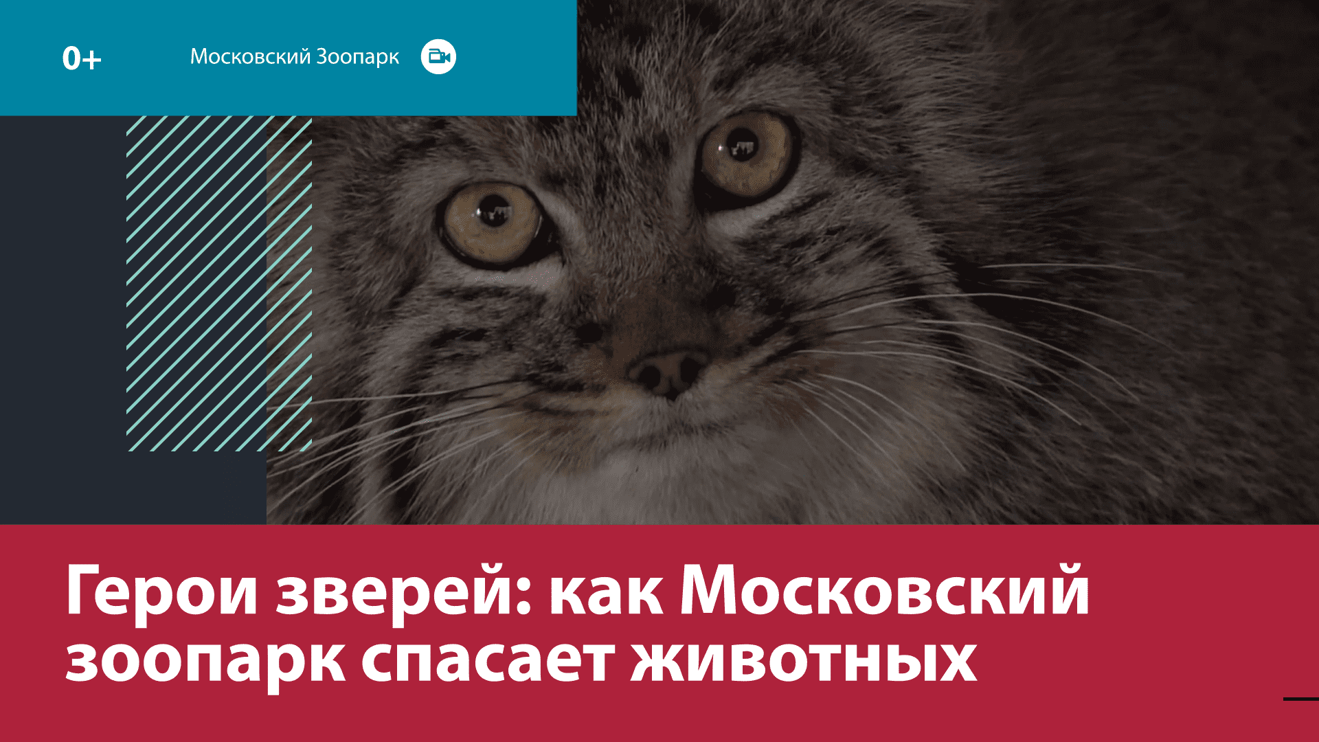 Как ветштаб Московского зоопарка спасает животных — Москва FM