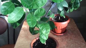 Сравнение павловского и новозеландского лимона. Мой опыт выращивания, часть 1