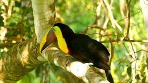 ЖИВОТНЫЕ ДЖУНГЛЕЙ ЗВУКИ \ ЗВУКИ ЖИВОТНЫХ ДЛЯ ДЕТЕЙ \ РАЗВИВАЮЩЕЕ ВИДЕО ДЛЯ ДЕТЕЙ