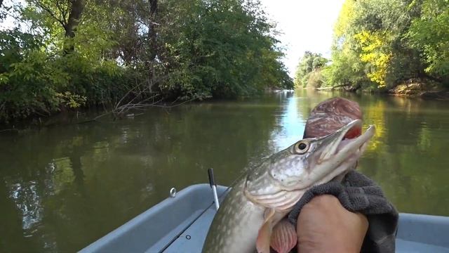 Первая Астраханская щучка осени 2019. 01.10.19. смотреть онлайн