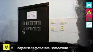 Порядок действий ветеринарных специалистов при угрозе возникновения бешенства животных