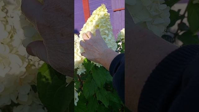 Гортензия Полярный мишка цветет, Вологодчина