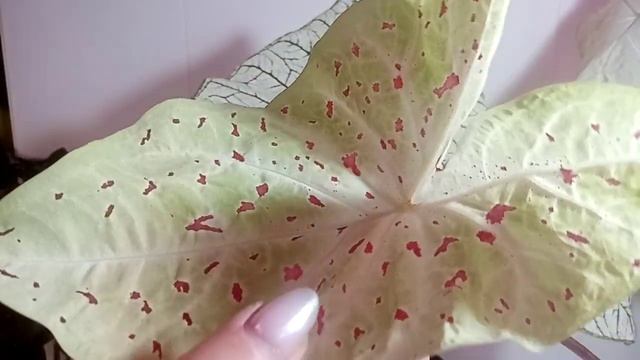 Каладиумы смотреть онлайн