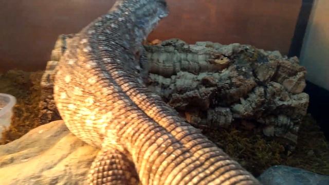 Капский варан VS взрослая мышь смотреть онлайн