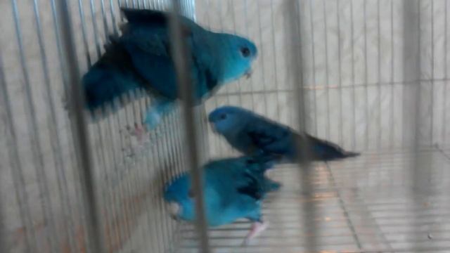 Толстоклювые попугаи Катарины 1 смотреть онлайн