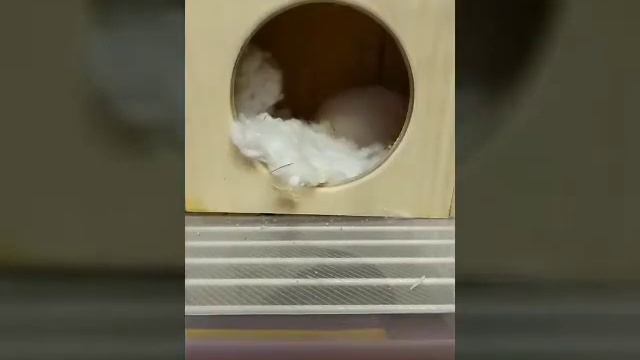 Знакомьтесь! Мой хомяк Джесси смотреть онлайн