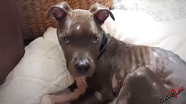 Крошечный умирающий щенок лежал на улице! Посмотрите, в кого он превратился через 12 недель! смотреть онлайн