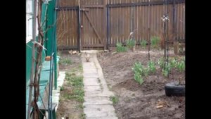 Йоркширский терьер Арчи охраняет свою территорию