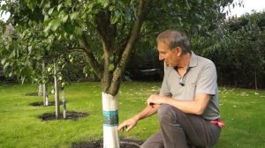 Как защитить плодовые деревья от муравьёв