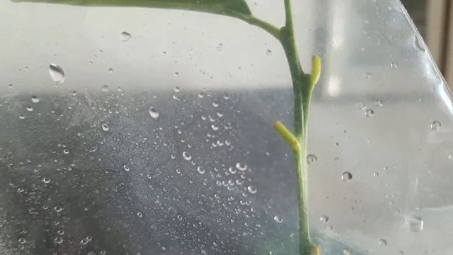 КАК ПРИВИТЬ МАНДАРИН НА ЛАЙМ ПОЛНЫЙ ОБЗОР ДЕРЕВО САД смотреть онлайн