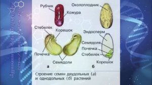 Биология 7 кл Пасечник $19 Строение семян