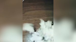 где моя говядина