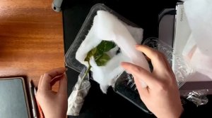 РАСПАКОВКА ПОСЫЛКИ [Аглаонема Пиктум Триколор]