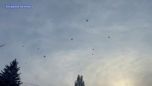 Питомник Голубеи в Казахстане , Все голуби с Игрой