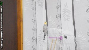 ЖОРА - ГОВОРИТ ЧЁТКО / ГОВОРЯЩИЙ ПОПУГАЙ КОРЕЛЛА