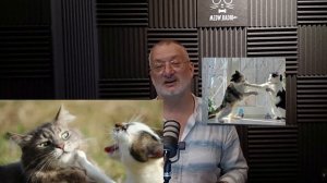 Не кот, а кошка. Почему кошка метит территорию?