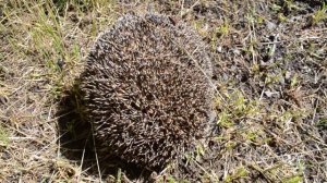 Какие звуки издает ежик