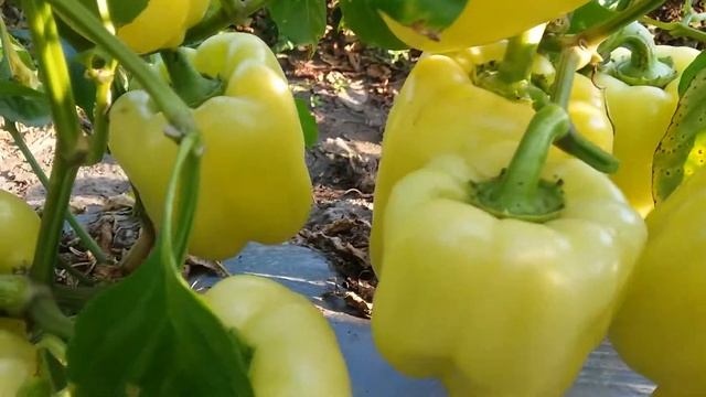 Перець Турмалін (LS 1210) F1 (Lucky Seed ) культура в полі смотреть онлайн