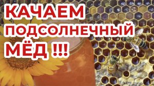 КАЧАЕМ МЁД С ПОДСОЛНЕЧНИКА ЖАРКИЙ СЕЗОН 2022!!!
