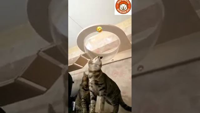 Гамак для кошки "Тоумей"