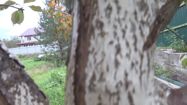 БОРОЗДОВАНИЕ КОРЫ ПЛОДОВЫХ ДЕРЕВЬЕВ / РЕЗУЛЬТАТ ВЕСЕННЕГО БОРОЗДОВАНИЕ ПЛОДОВЫХ ДЕРЕВЬЕВ !!!!!