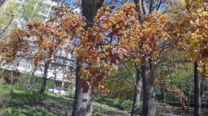 Петербург цветет.  Blooming Petersburg