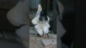 Куры Брама колумбийская и Китайская шелковая