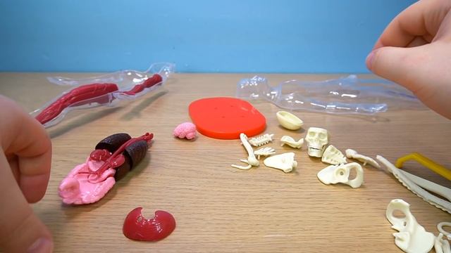 Модель Человека Тело из Фикспрайс конструктор скелет