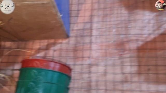 Love Birds Finches Java Goldeyan Budgies Cocktail Visit Umair Bhai Birds Setup Lahore Sj Pets Lover смотреть онлайн