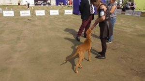 Фараонова собака, видео с выставки собак