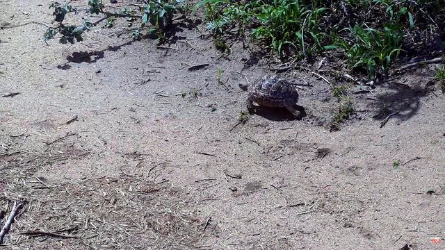 Леопардовая черепаха. Африка - Leopard turtle. Africa смотреть онлайн