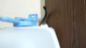 Что нужно котёнку? Готовимся к покупке котёнка!!!