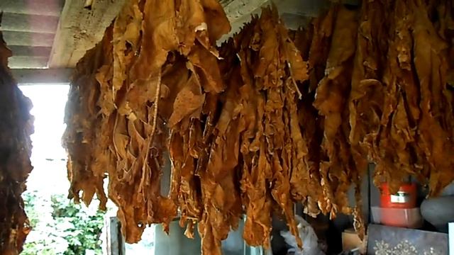 №89 Табак Результаты эксперимента с вымораживанием хлорофилла смотреть онлайн