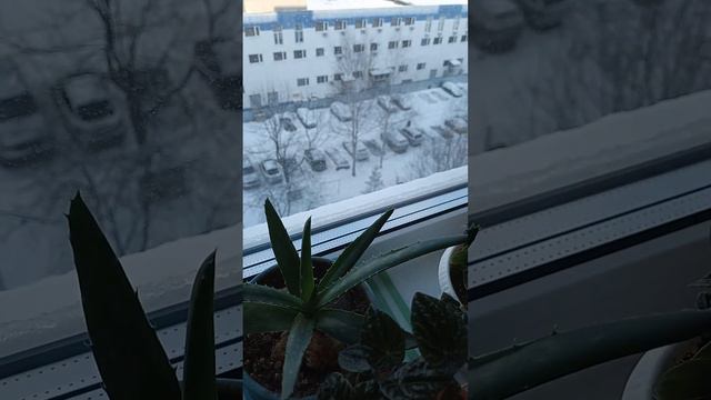 обзор цветов на кухонном подоконнике. смотреть онлайн