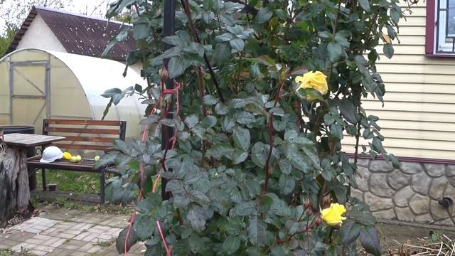 Октябрь. Осенние работы в саду. Обрезка фуксии смотреть онлайн