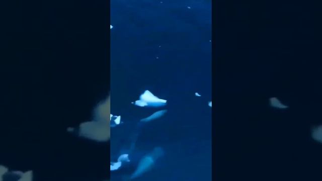 Похоже, что животные нас любят не меньше, чем мы их! ♡♡♡ смотреть онлайн