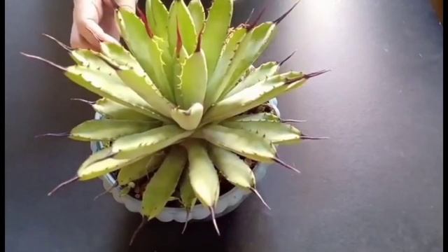 #Agave#beheading. How To Behead Agave|Cutting|Anna Charitoo смотреть онлайн