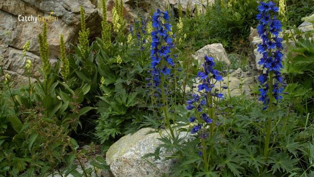 Top 7 Flowers to Plant for a Winter Garden Paradise  Gardening Ideas