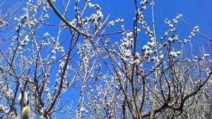 Верба распустилась