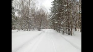 Поход выходного дня по лесу, Шатурский район, около пос. Северная Грива