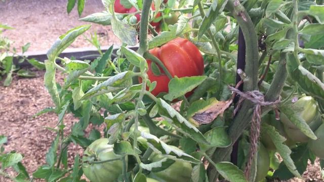 Томат Груша гигантская: отзыв о выращивании в Сибири в открытом грунте смотреть онлайн