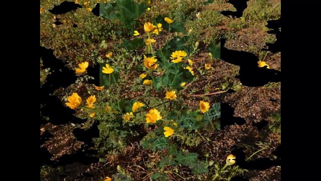 #Анациклус #Цветы садовые14 Декоративные растения смотреть онлайн