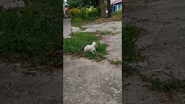 Трюфель резвится. Часть 2 смотреть онлайн