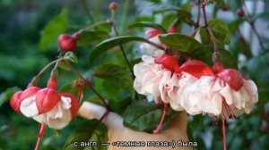 Фуксия цветок комнатный — разновидности растения