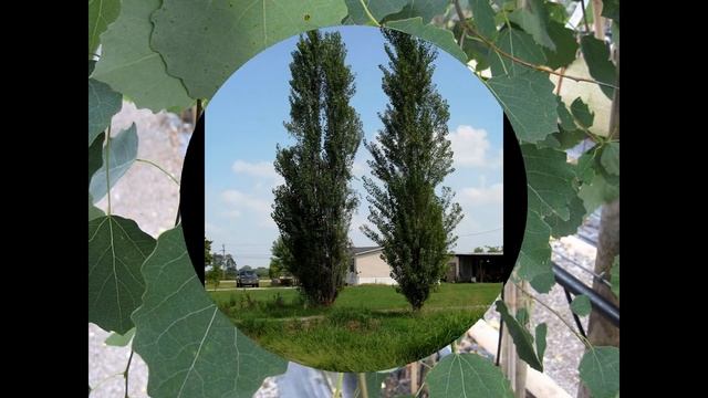 ТОПОЛЬ  (POPULUS)  сем. Ивовые