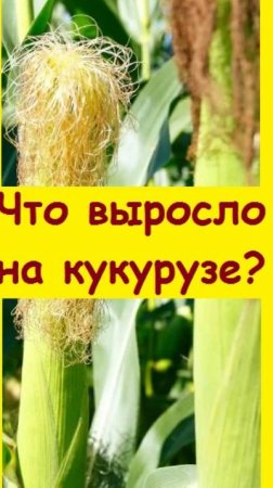 Увидев початок кукурузы, семья в ужасе отпрянула - показываю, что выросло на растении