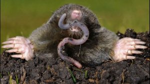 СУПЕР Грунт для ваших Растений! Идеальный грунт для рассады и цветов! Кротовая земля!