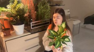 VLOG : фитостена в офисе | ищу и готовлю растения