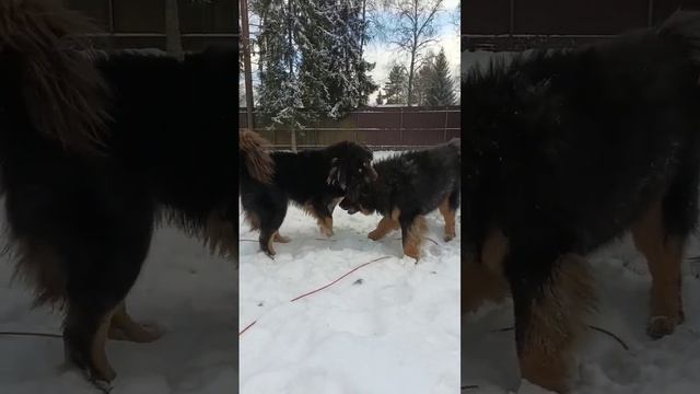 Проба сил двух наших кобелей монгольский #банхар // friendly fighting of the mongolian #bankhar dog